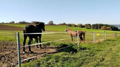Bioland Hof Doeffinger Aktivstall