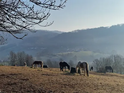 Kapellenhof | Reiten & Urlaub