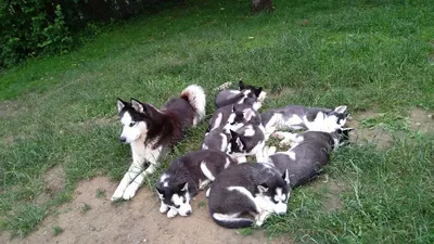 Husky Ranch Green heaven