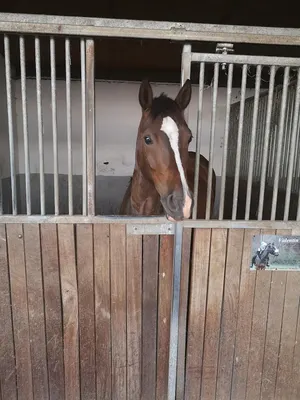 Reitanlage Waldbreitbach