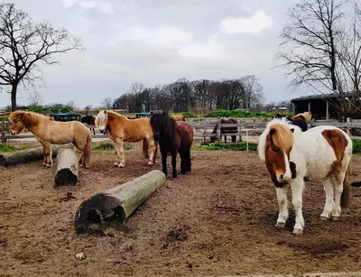 Islandpferdehof Monse