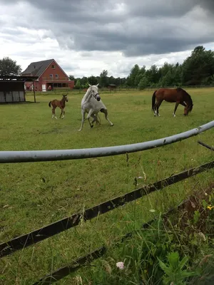Reitstall Ohrt