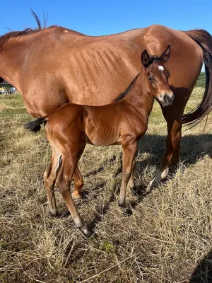 HH Trainingsstables Familie Mader