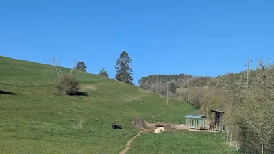 Barockpferde im Hegau