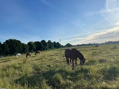 Hof Lüttgesheide