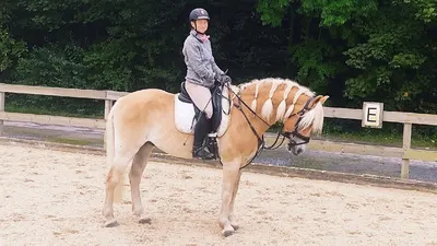 AS - Die mobile Reitlehrerin Angela Scheele