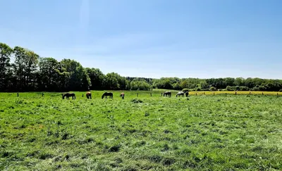 Reitstall Hicken