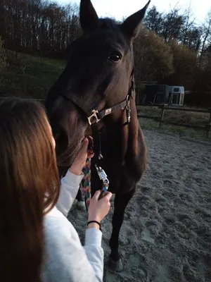 Pferdefreunde Faulenbitze