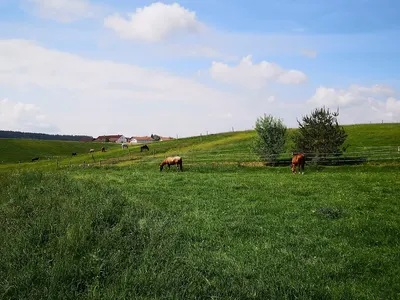 Golden Glades Ranch