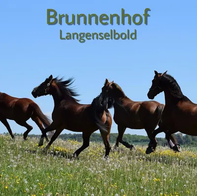 Pferdepension Brunnenhof