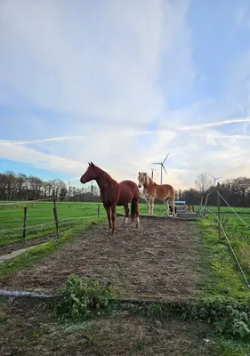 Reiterhof Haverkamp | Offenstallhaltung - Paddocktrail