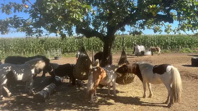 Flüsterpferde - Sozialpädagogisches Reiten