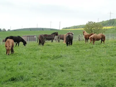 Islandpferdehof OelStede