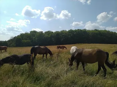 MysteryCreek Farm&Stables