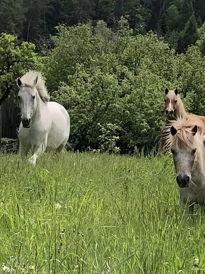 Reittherapie, Tiergestützte Therapie Sonja Gregori