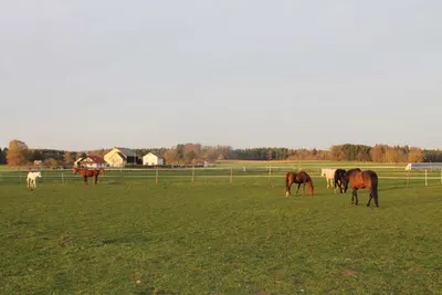 Pferdepension Reisch