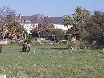 Brandshof