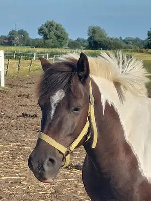 Reitsportzentrum Hennings
