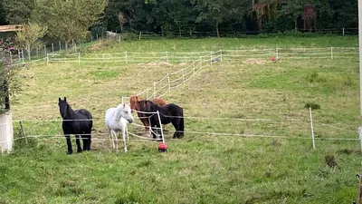 Offenstall Kohlwiese