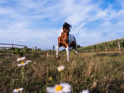 Evas Kreativ Ponytherapie