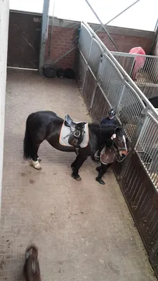 Reitanlage Letter Berg 24 Hörsting-Frieling