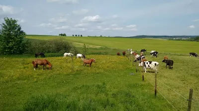 Reitanlage Hofäcker