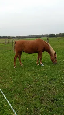 Reitanlage Groß Nordsee