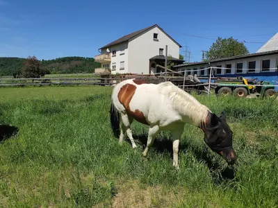 Happy Training Stable