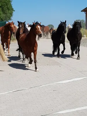 Aktivstall Grümer
