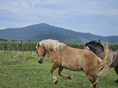 Brooks Ranch