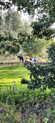 Lazy Horse Ranch