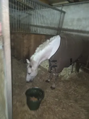 RVL Horse Stables UG