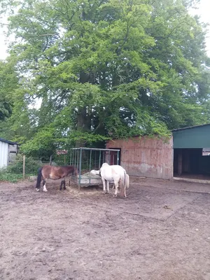 Pferdeland Essel