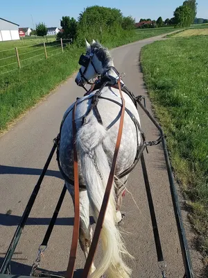 Pferdehof Pauly