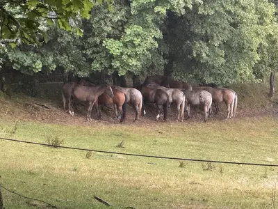 Appaloosa & Quarter Horse Ranch