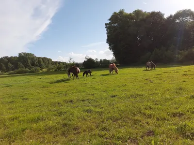 Reitanlage Westrup