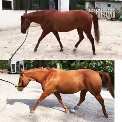 Triple F Stable