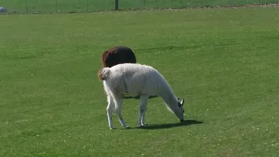 Sliding Horse Ranch