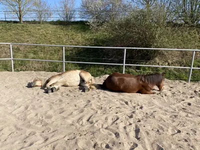 Reitanlage Pferde im Sohl