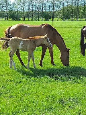 Pferde Zucht Paint Horse Horsemanship Trainer Pferdetrainer