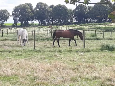 Reitstall Rosmarhof
