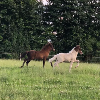 Gestüt an der Lütt Beek