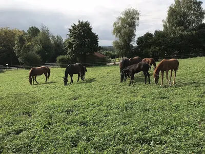 Reitanlage Mintsberg