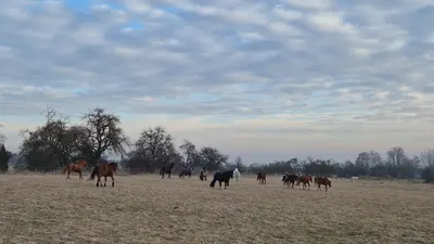 Zentrum für Heilpädagogisches Reiten am Heimgartenhof