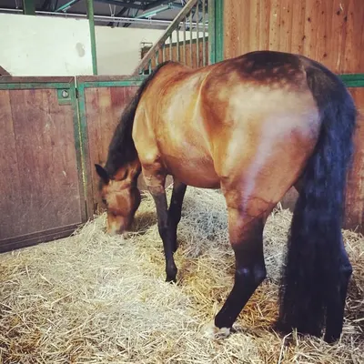 Reitanlage Salbitz