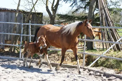 Westernreitclub Tamm e.V.