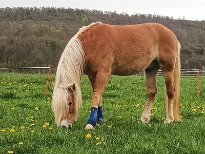 Westernreitzentrum Malik