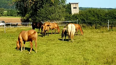 Weckwerth Western Horses Hof Leimbach