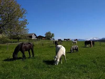 Pferdehof Höhensteiger