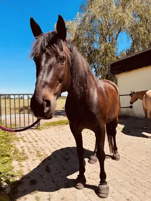 BlackSmith-Ranch Ratingen